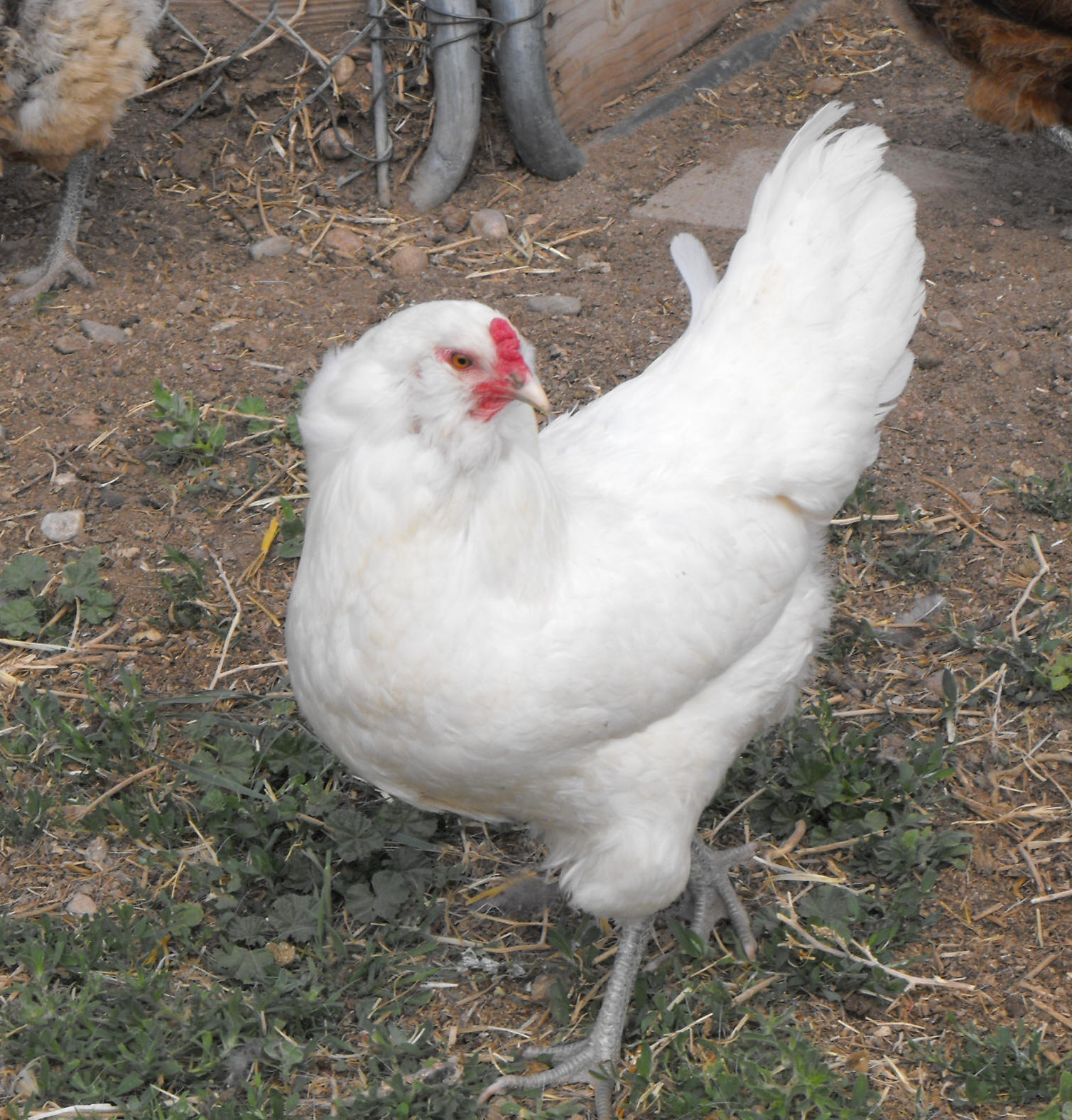 Americana Hen